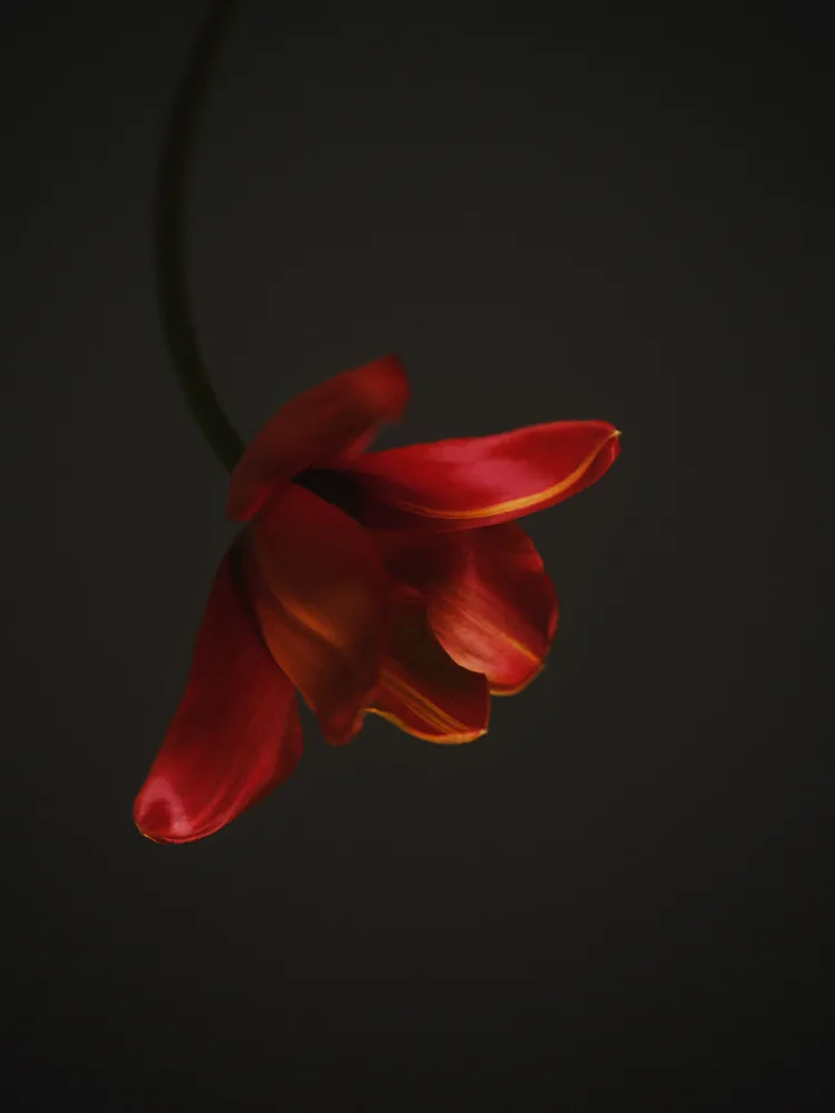 ELLE — Ceen Wahren
