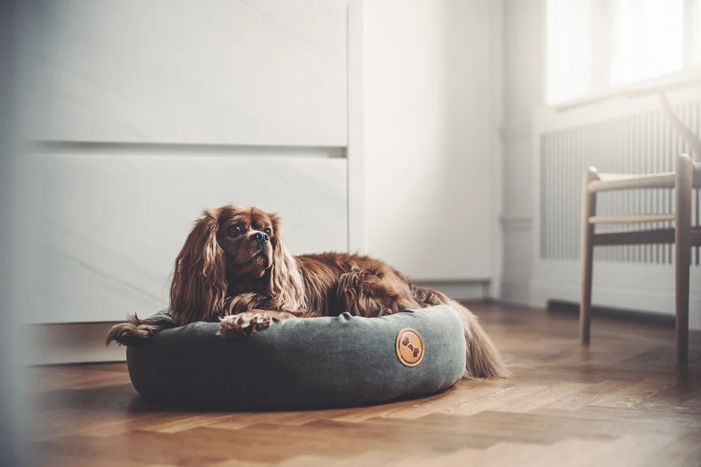 Denjo Dogs — Hannes Söderlund