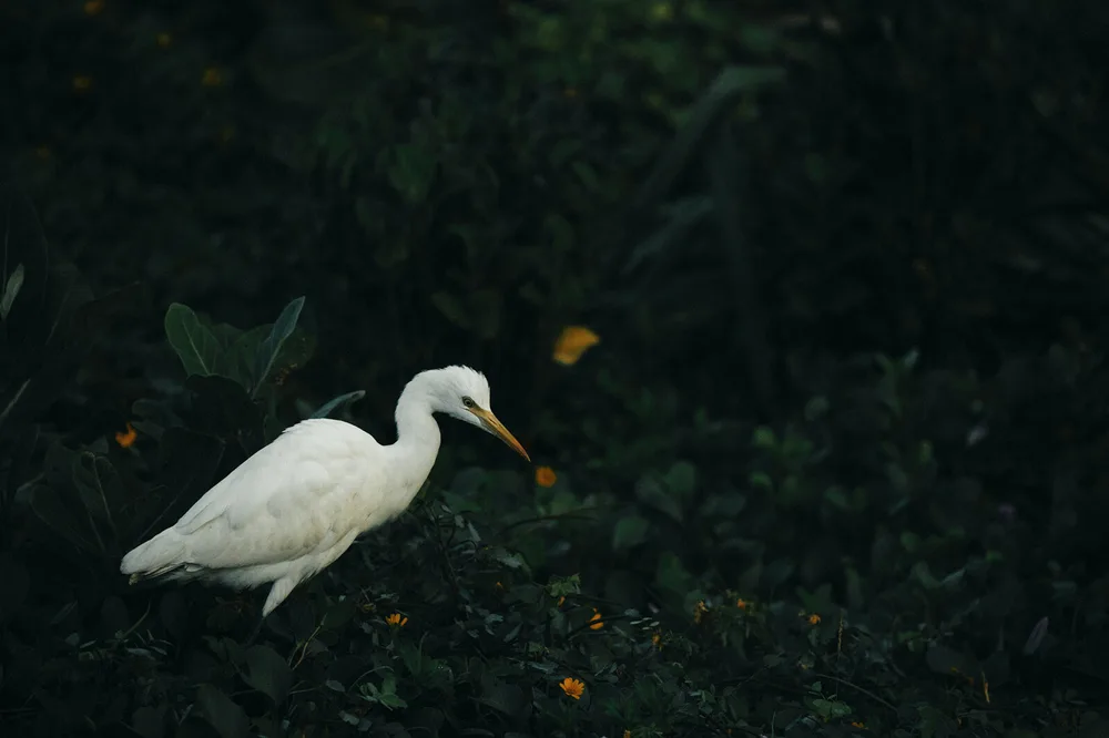 Sri Lanka — Hannes Söderlund