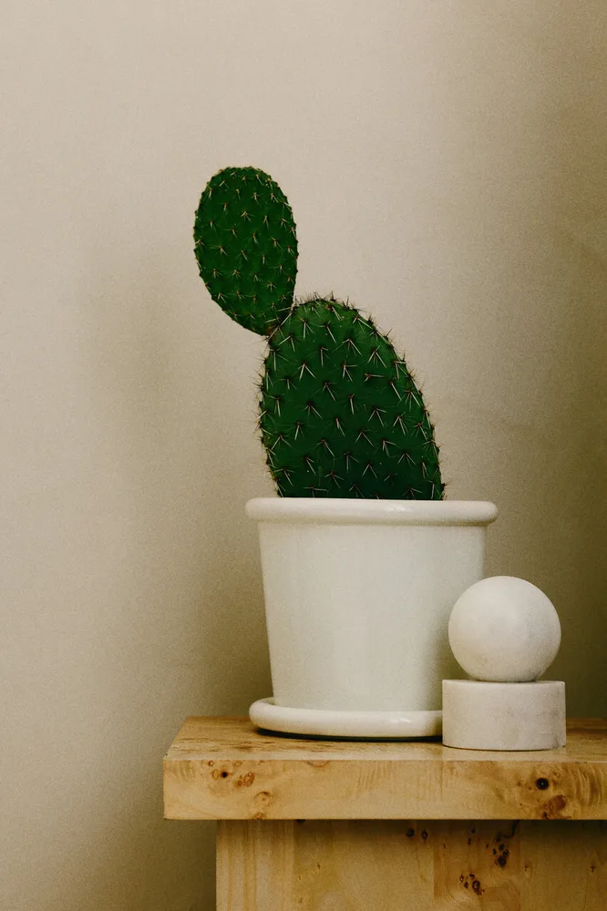 H&M Home — Julia Losciale