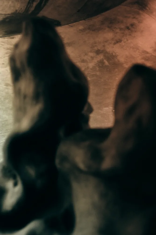 Primary Structures — Lisa Läckgren