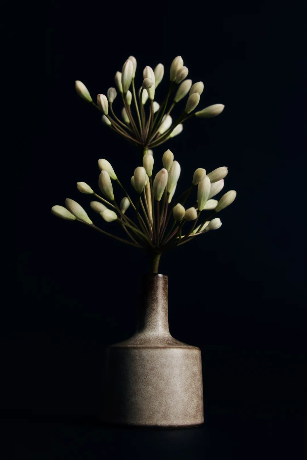 H&M Home — Julia Losciale